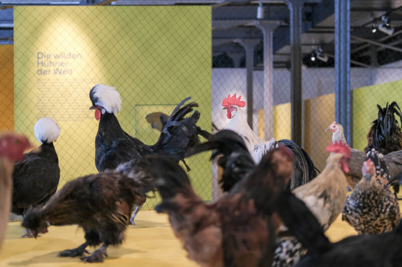 Huhn-04.jpg