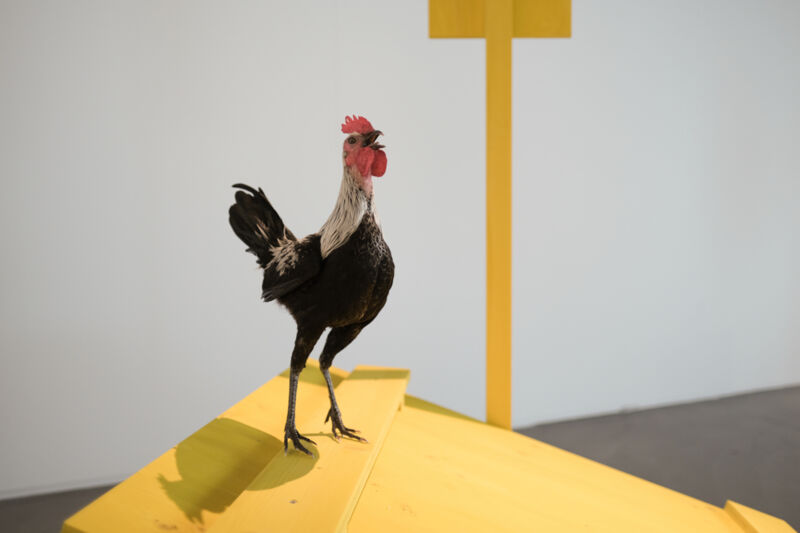 Huhn-12.jpg